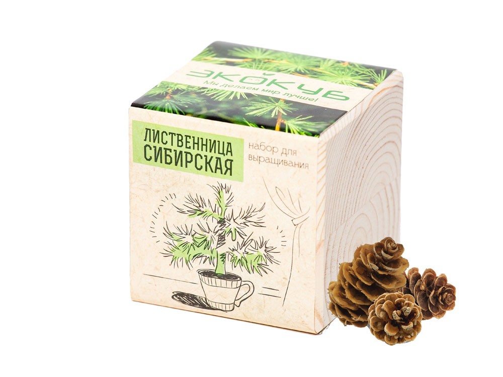 Набор для выращивания «Лиственница Сибирская» (24549)